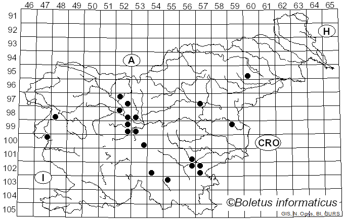 <i>Rhizina undulata</i> Fr. (1822)