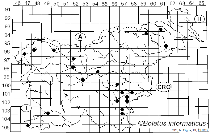 <i>Byssomerulius</i> Parmasto (1967)