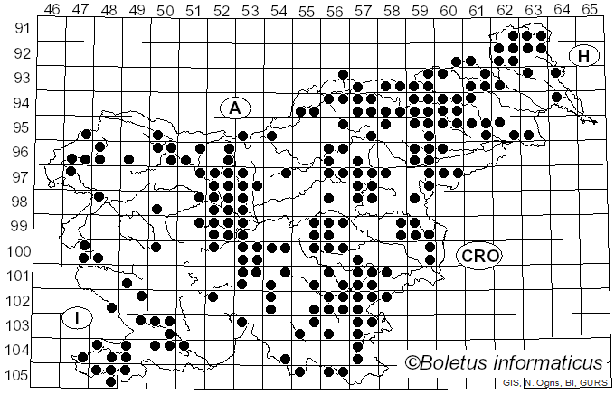 <i>Auricularia</i> Bull. ex Juss. (1789)