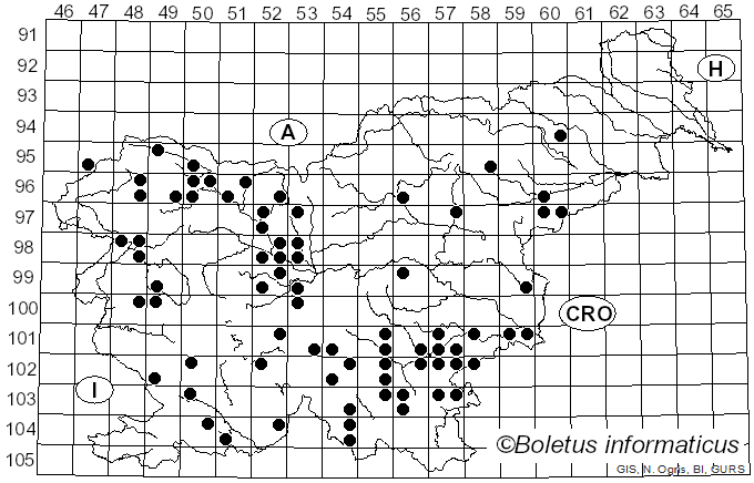 <i>Cerioporus varius</i> (Pers.) Zmitr. & Kovalenko (2016)
