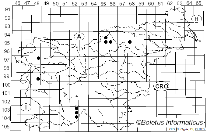 <i>Calicium salicinum</i> Pers. (1794)
