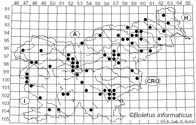 <i>Psathyrella cotonea</i> (Quél.) Konrad & Maubl. (1949)