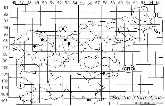 <i>Xylota sylvarum</i> Linnaeus