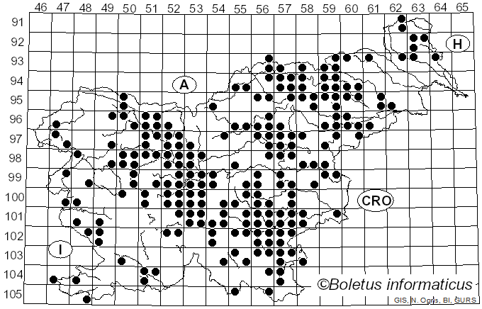 <i>Lactifluus piperatus</i> (L.) Roussel (1806)