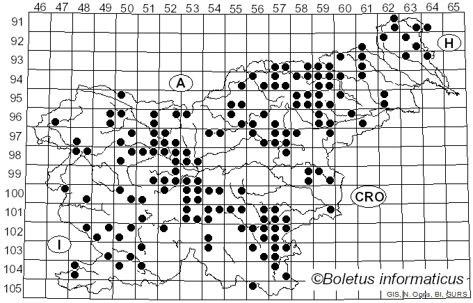 <i>Hygrophoropsis</i> (J. Schröt.) Maire ex Martin-Sans (1929)