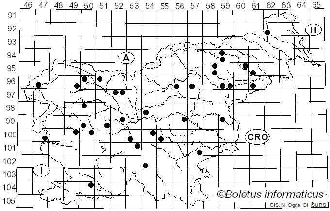 <i>Mycena acicula</i> (Schaeff.) P. Kumm. (1871)