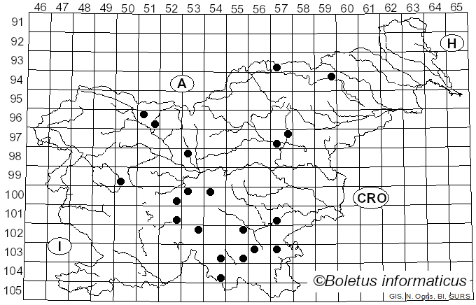 <i>Neolentinus adhaerens</i> (Alb. & Schwein.) Redhead & Ginns (1985)