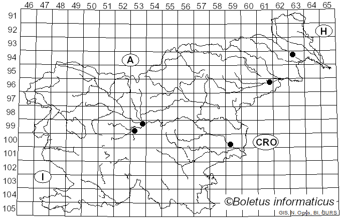<i>Paranthrene tabaniformis</i> Rottemburg (1775)