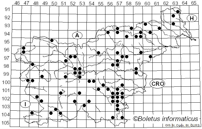 <i>Leccinum duriusculum</i> (Schulzer) Singer (1947)