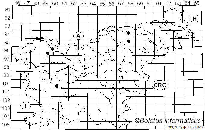 <i>Wilcoxina gregaria</i> (Rehm) Van Vooren (2023)