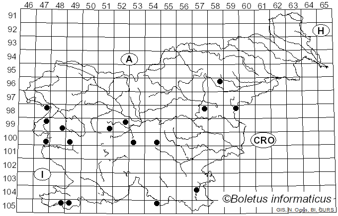 <i>Agrilus sulcicollis</i>