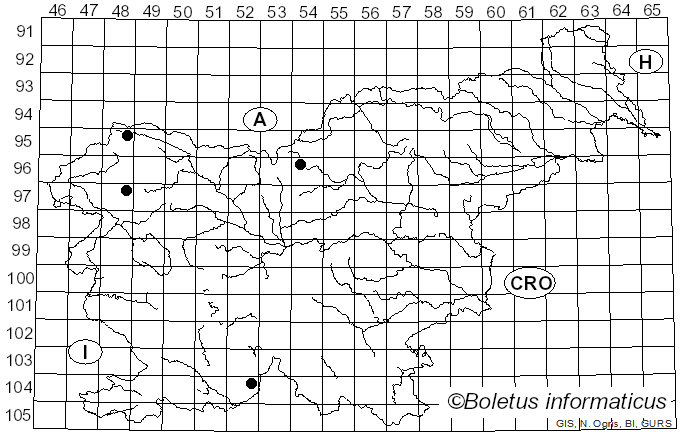 <i>Cheilosia derasa</i> Loew