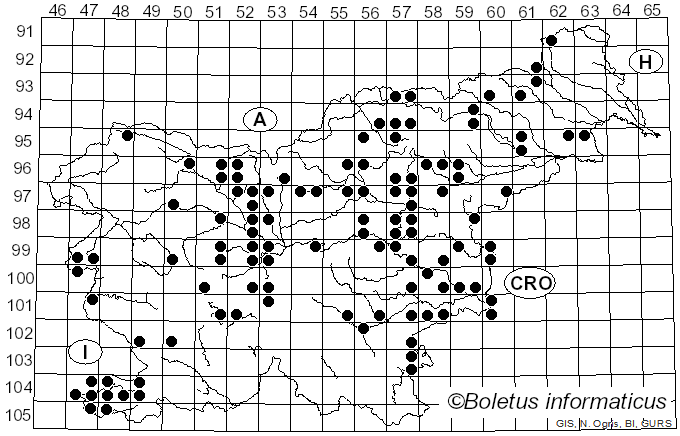<i>Stigmella</i>