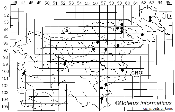 <i>Leucoagaricus cinerascens</i> (Quél.) Bon & Boiffard (1978)