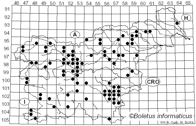 <i>Helvella elastica</i> Bull. (1846)