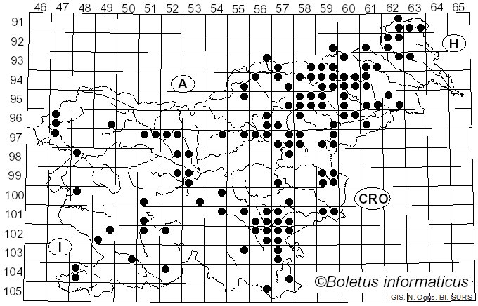 <i>Macrolepiota permixta</i> (Barla) Pacioni (1979)