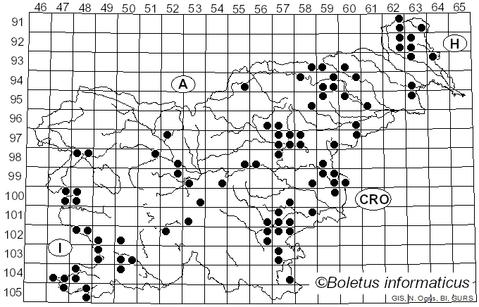 <i>Omphalotus olearius</i> (DC.) Singer (1946)