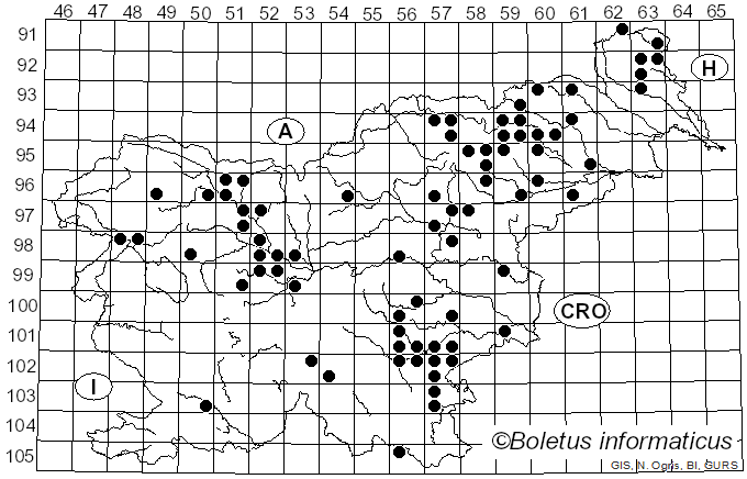 <i>Hydnellum compactum</i> (Pers.) P. Karst. (1880)