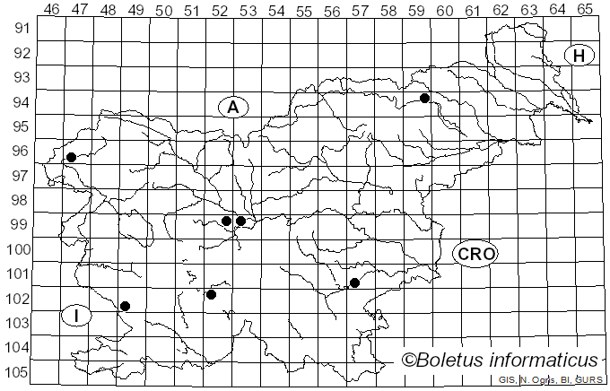 <i>Collybia personata</i> (Fr.) Z.M. He & Zhu L. Yang (2023)