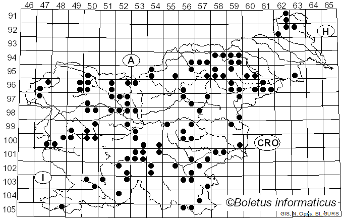 <i>Rickenella fibula</i> (Bull.) Raithelh. (1973)