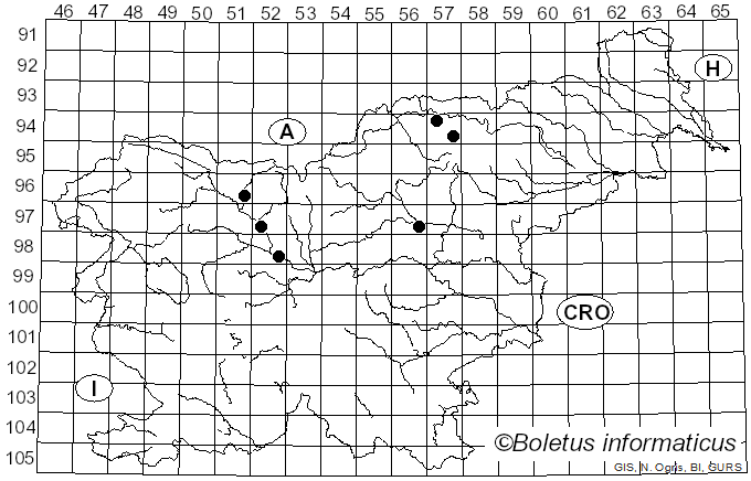 <i>Fenusa pusilla</i> (Lepeletier)