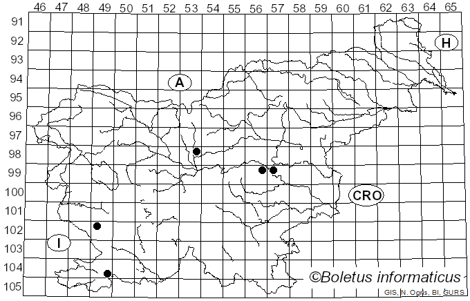 <i>Dicarpella dryina</i> Belisario & M.E. Barr (1991)