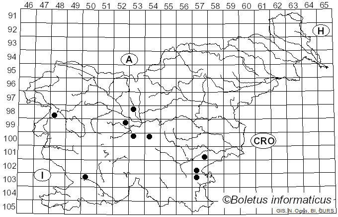 <i>Rhizocybe vermicularis</i> (Fr.) Vizzini, P. Alvarado, G. Moreno & Consiglio (2015)