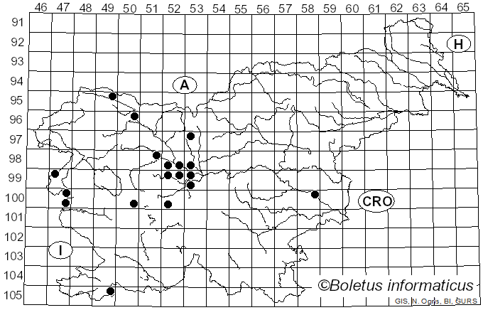 <i>Puccinia recondita</i> Dietel & Holw. (1857)