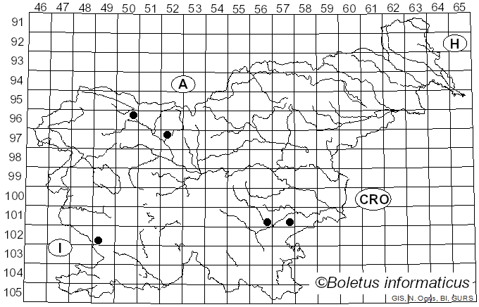 <i>Marasmius epiphylloides</i> (Rea) Sacc. & Trotter (1925)