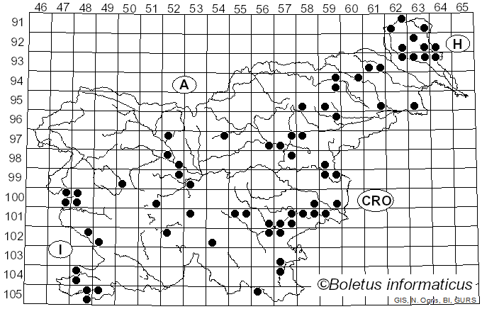 <i>Desarmillaria tabescens</i> (Scop.) R.A. Koch & Aime (2017)