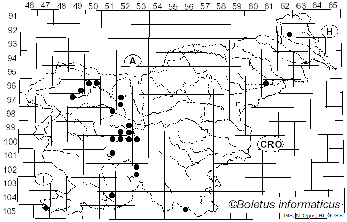 <i>Syritta</i>