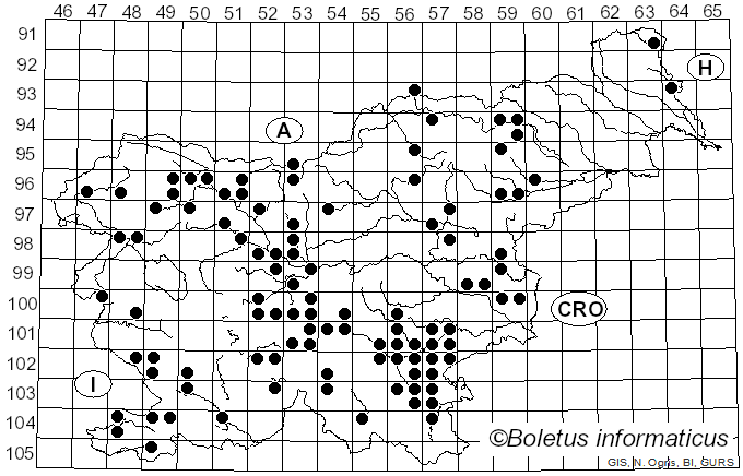 <i>Leucopaxillus</i> Boursier (1925)