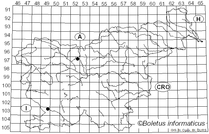 <i>Didymium minus</i> (Lister) Morgan (1894)