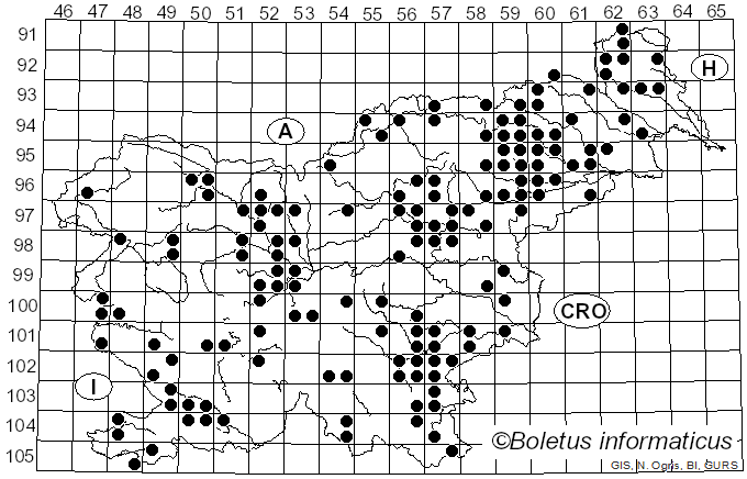 <i>Fomitopsis quercina</i> (L.) V. Spirin & O. Miettinen (2024)