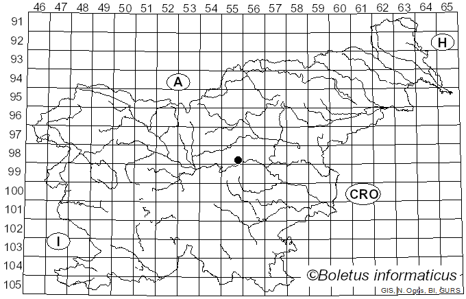 <i>Ozonium parietinum</i> Link