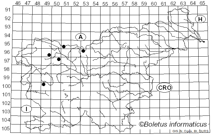 <i>Chrysotoxum arcuatum</i> Linnaeus
