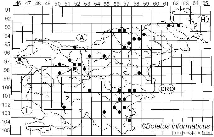 <i>Sacchiphantes</i>