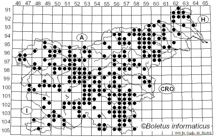 <i>Trametes hirsuta</i> (Wulfen) Lloyd (1924)