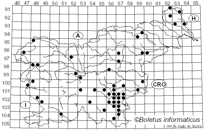 <i>Ramaria subbotrytis</i> (Coker) Corner (1950)