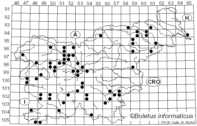 <i>Mutinus caninus</i> (Huds.) Fr. (1849)