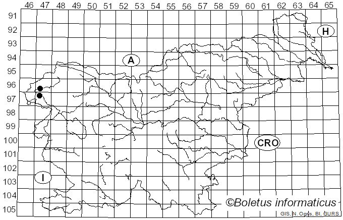 <i>Musumecia sardoa</i> Consiglio, Vizzini & Setti (2016)
