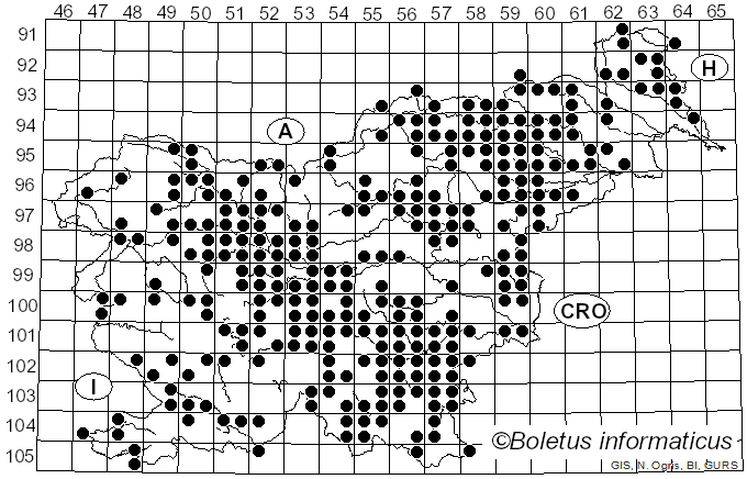 <i>Megacollybia platyphylla</i> (Pers.) Kotl. & Pouzar (1972)