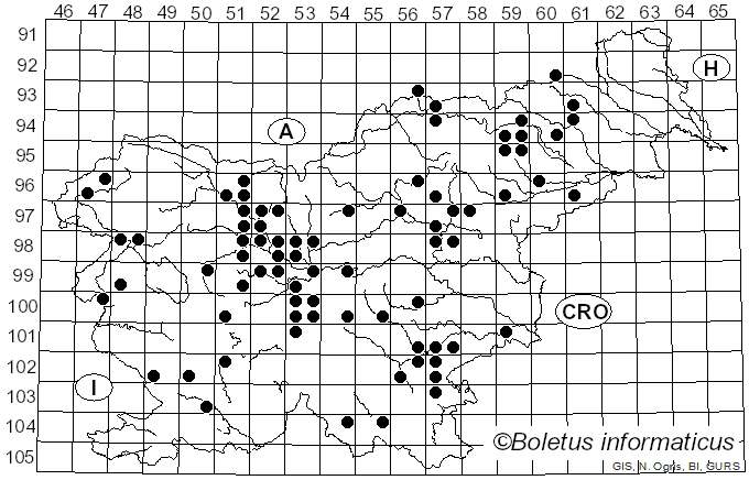 <i>Astraeus</i> Morgan (1889)