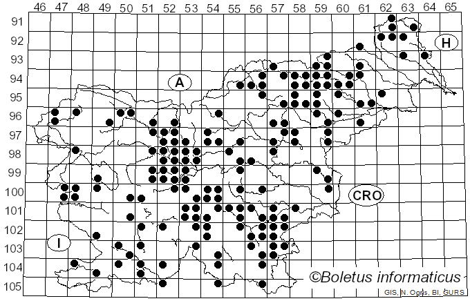 <i>Heterobasidion annosum</i> (Fr.) Bref. (1888)
