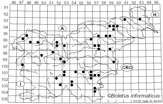 <i>Ramaria abietina</i> (Pers.) Quél. (1888)