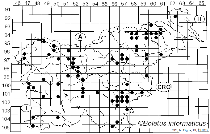 <i>Hemimycena</i> Singer (1938)