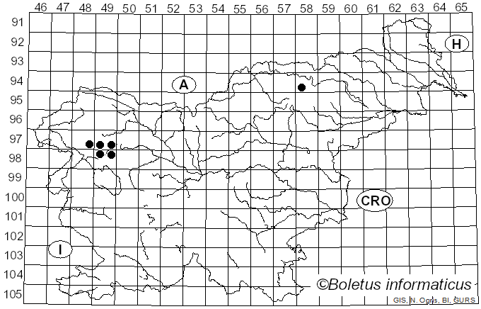 <i>Arthopyrenia salicis</i> A. Massal. (1852)