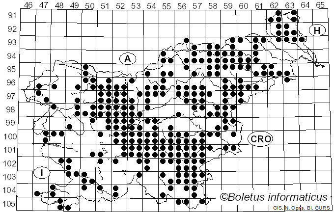 <i>Boletus reticulatus</i> Schaeff. (1774)