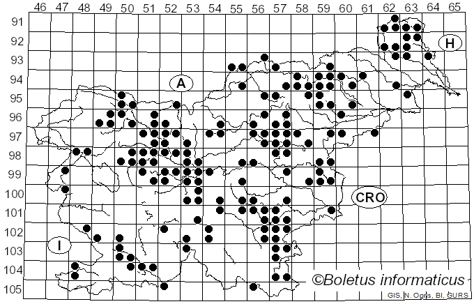 <i>Boletus pinophilus</i> Pilát & Dermek (1974)