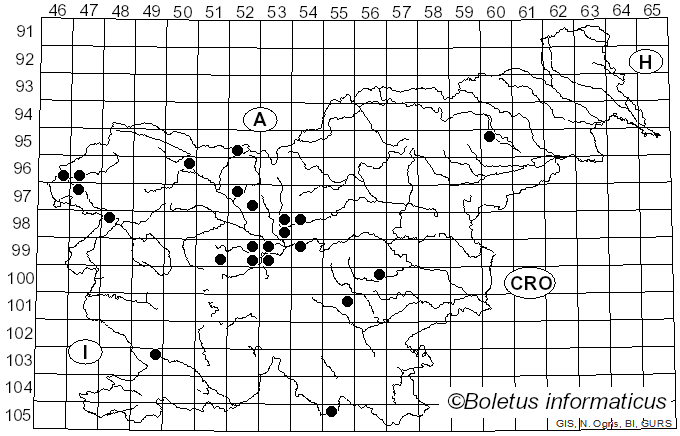 <i>Verpa digitaliformis</i> Pers. (1822)